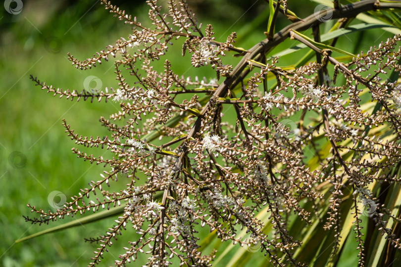 Скачать Цветущий Cordyline australis, широко известный как капустное дерево или капустная пальма. Крупный план белого соцветия с бутонами пальмы Cordyline australis в Адлерском парке курорта Сочи. Место для текста фотосток Ozero