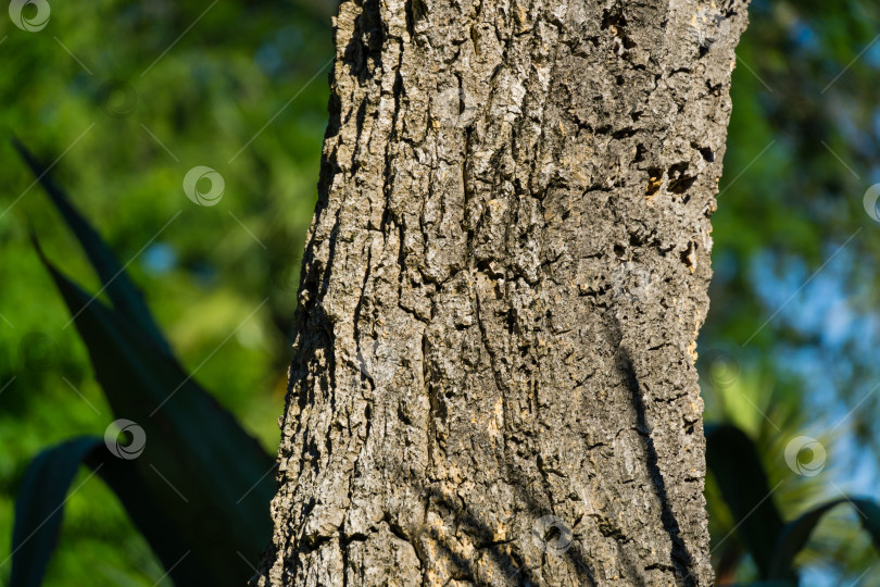 Скачать Текстурированная кора ствола Nolina longifolia или Beaucarnea longifolia в дендрарии Парка южных культур в Сириусе (Адлер) Сочи. Это экзотическое растение известно как Мексиканское травянистое дерево или пальма конского хвоста Оахакана фотосток Ozero