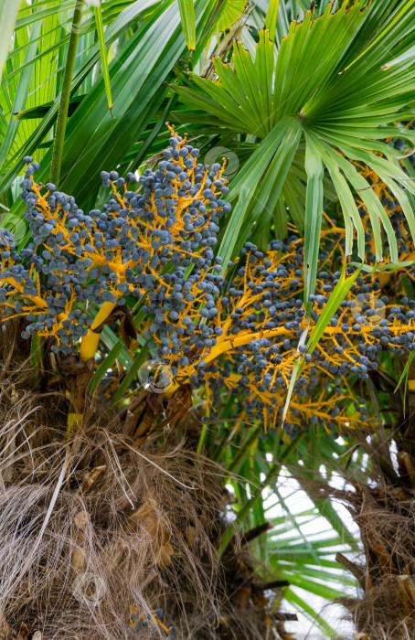 Скачать Голубые плоды китайской пальмы ветряной мельницы (Trachycarpus fortunei) или пальмы Чусан. Крупный план спелых плодов в весеннем дендрарии Парка южных культур в Сириусе (Адлер) Сочи. Концепция природы для дизайна. фотосток Ozero