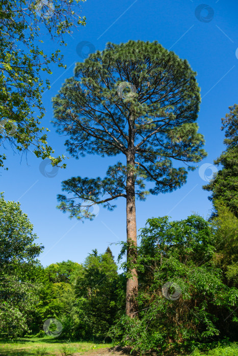 Скачать Высокая и красивая косая сосна (Pinus Elliottii) в дендрарии Парка южных культур в Сириусе (Адлер) Сочи. фотосток Ozero