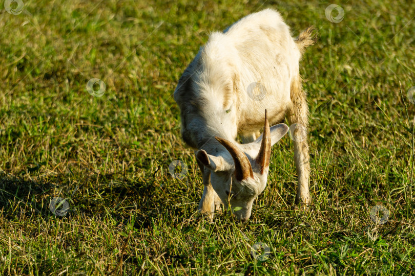 Скачать Белая коза жадно ест зеленую траву. Выборочный фокус. Белая коза с изогнутыми рогами пасется на лугу. Крупный план. Наслаждайтесь наблюдением за животными в сельской местности. фотосток Ozero