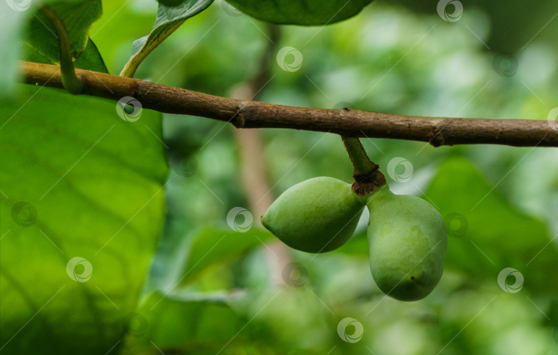 Скачать Крупный план плодов папайи обыкновенной, растущих на Asimina triloba в летнем саду. Природная концепция для любого фона дизайна. Место для вашего текста фотосток Ozero
