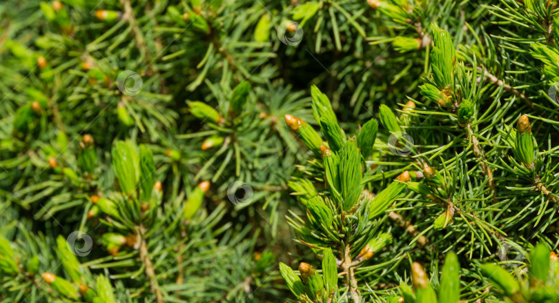 Скачать Канадская ель Picea glauca Conica в фокусе справа. Ель сбрасывает почки с зеленой хвои. Крупный план ярко-зеленой молодой хвои на размытом фоне. Природная концепция весеннего дизайна. фотосток Ozero
