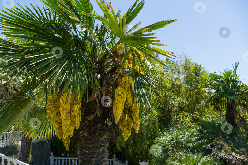 Скачать Красивая цветущая китайская пальма ветряная мельница (Trachycarpus fortunei) или пальма Чусан. Крупный план желтых цветов в весеннем дендрарии Парка южных культур в Сириусе (Адлер) Сочи. Концепция природы фотосток Ozero