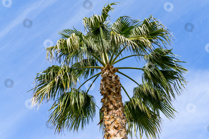 Скачать Крона пальмы Washingtonia filifera, широко известной как калифорнийская веерная пальма, в дендрарии Парка южных культур Сириус (Адлер) Сочи. Роскошные листья с нитями на фоне голубого неба фотосток Ozero