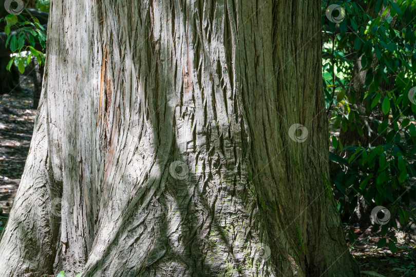 Скачать Текстура ствола лысого кипариса Taxodium Distichum (болотного, белого кипариса, заливного или приливного красного кипариса). Это большое дерево растет в дендрарии Парка южных культур в Сириусе (Адлер) Сочи. фотосток Ozero