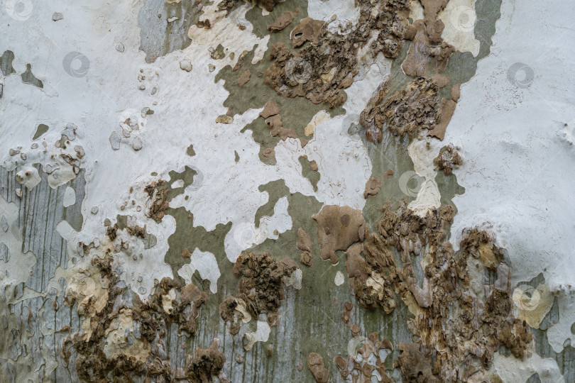 Скачать Приятная текстура коры американского платана (Platanus occidentalis variegata, платановое дерево) в дендрарии Парка южных культур в Сириусе (Адлер) Сочи. Натуральная пятнистая кора платанового дерева фотосток Ozero