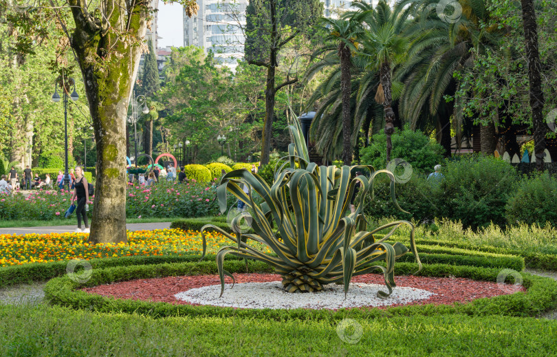 Скачать Американская агава полосатая (Agave americana) — вид рода агава в ландшафтном парке города Сочи. Выборочный фокус. Красивая улица с большими пальмами весенним вечером. Сочи, Россия - 16 мая 2021 г. фотосток Ozero