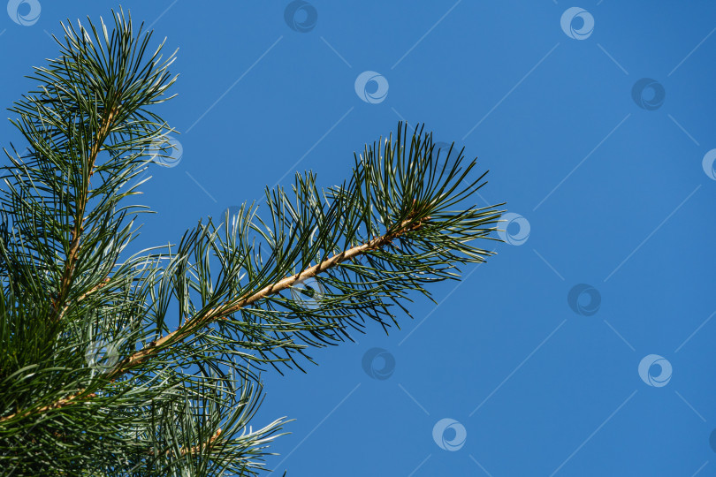 Скачать Ветка с зелеными и серебристыми иглами сосны Pinus parviflora Glauca на фоне голубого осеннего неба. Выборочный фокус. Сосна parviflora Glauca в вечнозеленом ландшафтном саду. Концепция природы для дизайна. фотосток Ozero