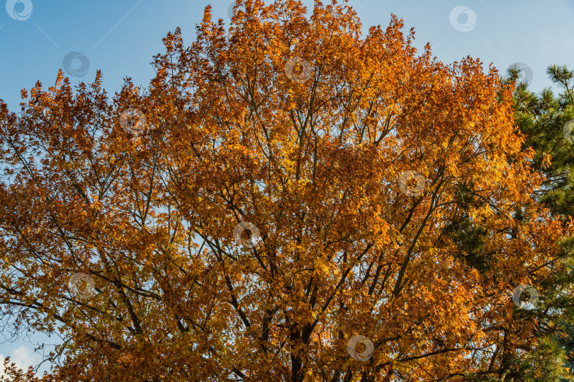 Скачать Огромный красный дуб Quercus rubra на фоне голубого неба. Золотые листья красного дуба на закате. Осенний пейзаж в ландшафтном саду. Концепция природы для дизайна. фотосток Ozero