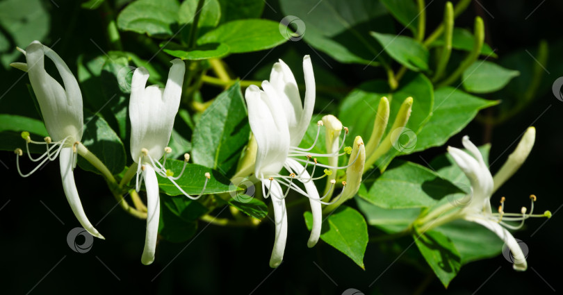 Скачать Крупный план белого и желтого цветка Lonicera japonica, известного как японская жимолость и золотисто-серебристая жимолость. Вечнозеленая цветущая ароматная лиана, возможно, Lonicera giraldii. фотосток Ozero