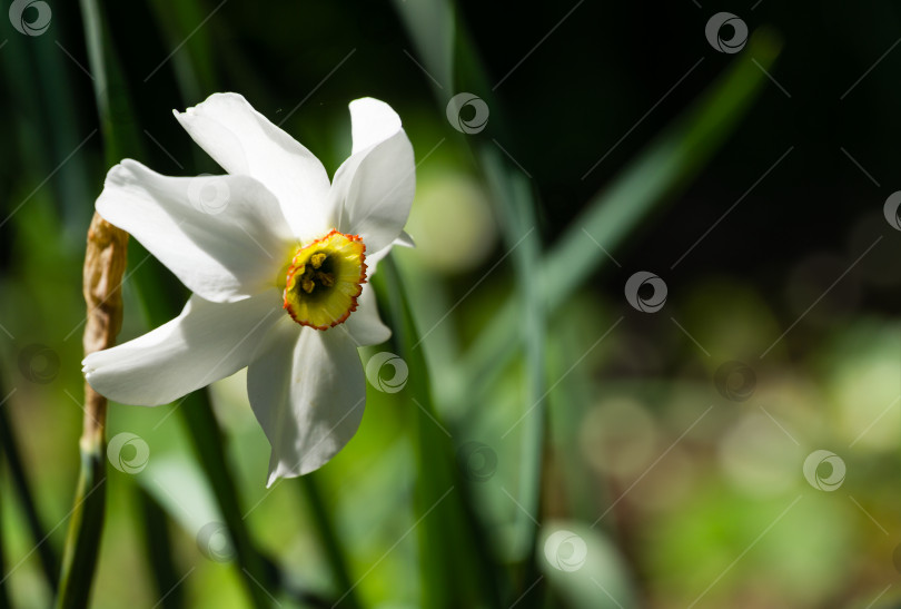 Скачать Крупный план белых цветов нарцисса ((Narcissus poeticus) в весеннем саду. Красивые нарциссы на зеленом фоне в стиле боке. Есть место для текста. Выборочный фокус. фотосток Ozero