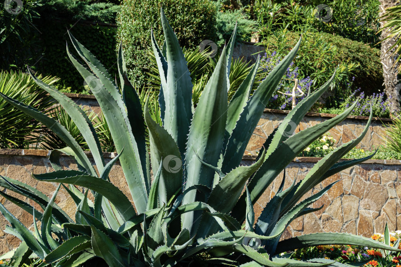 Скачать Американская агава (Agave americana) — вид рода агав, подсемейства агавовых, семейства спаржевых в ландшафте парка Парадайз в Партените в Крыму. Крупный план. Маргината. фотосток Ozero