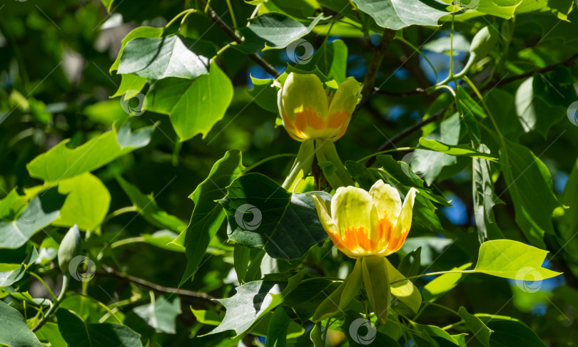 Скачать Крупный план цветка тюльпанного дерева (Liriodendron tulipifera) на ветке в дендрарии Парка южных культур в Сириусе Сочи. Американское тюльпанное дерево или тюльпановый тополь на синем фоне. Выборочный фокус фотосток Ozero