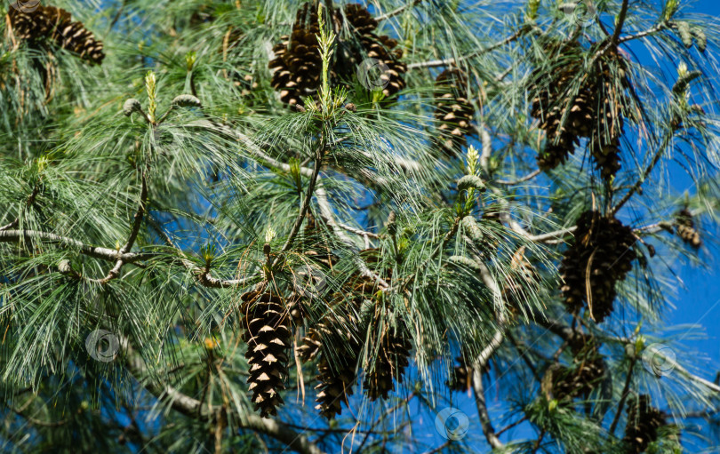 Скачать Коричневые шишки и хвоя гималайской сосны (Pinus wallichiana), известной как бутанская или голубая сосна. Солнечный день в весеннем дендрарии Парка южных культур в Сириусе (Адлер) Сочи. фотосток Ozero