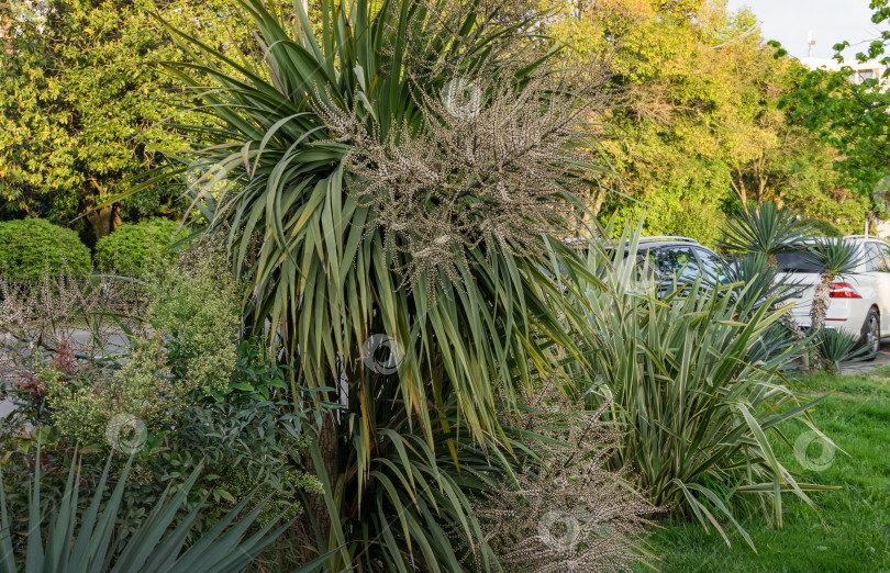Скачать Цветущий Кордилайн австралийский, широко известный как капустное дерево или капустная пальма. Белые соцветия с бутонами пальмы Кордилайн австралийский на курорте Сочи. фотосток Ozero