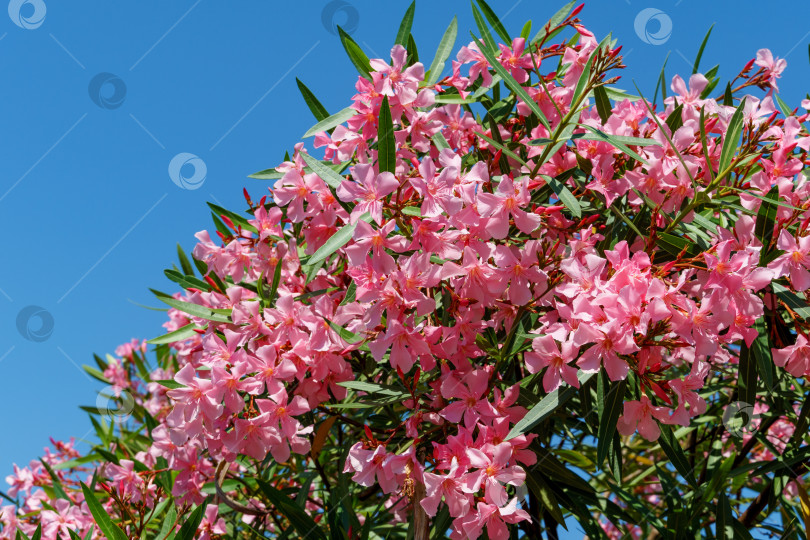 Скачать Красивый розовый цветок олеандра (Nerium oleander). Цветение дерева Nerium oleander flowers. Розовые цветы на кустарнике в центре города-курорта Сочи. Токсичен во всех своих проявлениях. фотосток Ozero