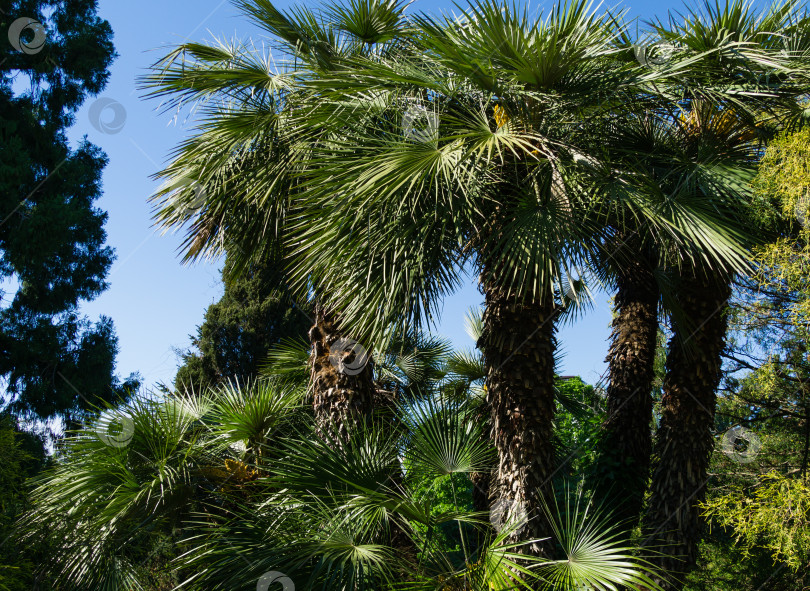 Скачать Красивая пальма Chamaerops humilis, европейская веерная или средиземноморская карликовая пальма в дендрарии Парка южных культур в Сириусе (Адлер) Сочи. фотосток Ozero