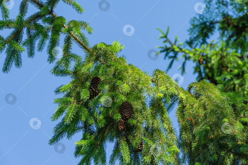 Скачать Красивые коричневые шишки на ветке ели европейской (Picea abies). Ель норвежская в весеннем дендрарии Парка южных культур в Сириусе (Адлер) Сочи. Природная концепция рождественского дизайна фотосток Ozero