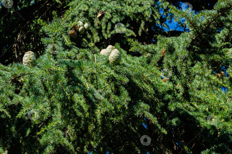 Скачать Cedrus Atlantica Glauca или кедр Голубой Атлас. Крупные зеленые свежие шишки на ветках кедра Атласского. Избирательный фокус. Ландшафтный парк Рай в Крыму. Санаторий Айвазовский. Алушта, Россия, сентябрь. фотосток Ozero