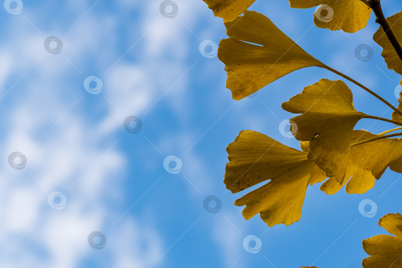 Скачать Золотистые и желтые листья дерева гинкго билоба на размытом фоне голубого неба. Выборочный фокус. Крупный план. Концепция природы для дизайна. Место для текста слева. фотосток Ozero
