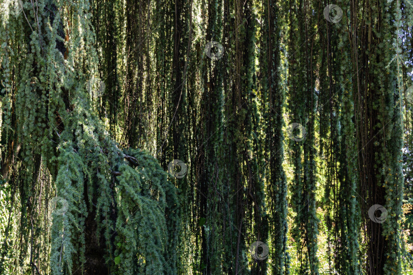 Скачать Величественный плакучий кедр Голубой Атлас (Cedrus atlantica Glauca Pendula) в ландшафтном парке Рай в Крыму. Выборочный фокус. Ветви крупным планом. Cedrus atlantica Glauca Pendula. Санаторий Айвазовского. фотосток Ozero