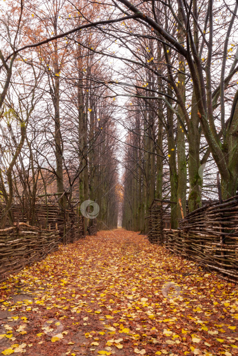 Скачать Красивый осенний пейзаж с опавшей листвой. фотосток Ozero