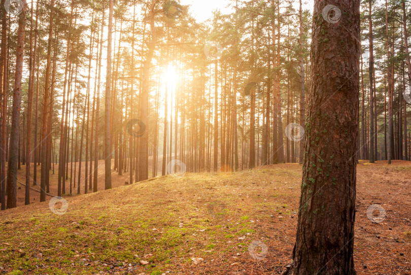 Скачать Осенний лесной пейзаж. Солнце пробивается сквозь стволы деревьев. фотосток Ozero