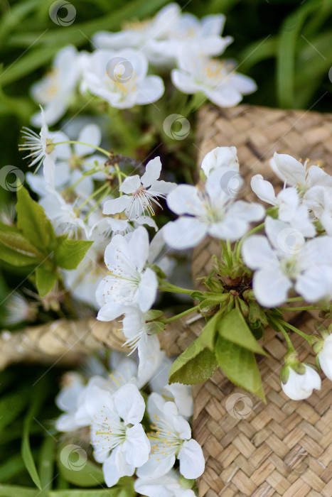 Скачать соломенная сумка с цветами сакуры на весенней траве фотосток Ozero
