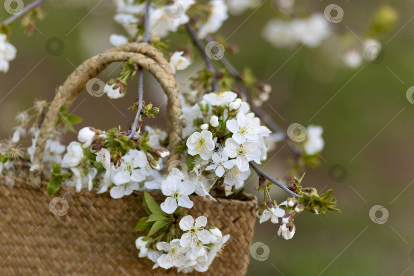 Скачать соломенная сумка с цветами сакуры на весенней траве фотосток Ozero