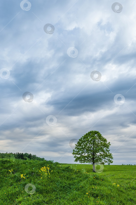 Скачать Одинокий зеленый дуб в поле. Весенний пейзаж с хмурым, грозовым небом. фотосток Ozero