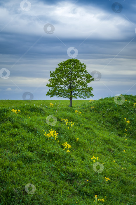 Скачать Одинокий зеленый дуб в поле. Весенний пейзаж с хмурым, грозовым небом. фотосток Ozero
