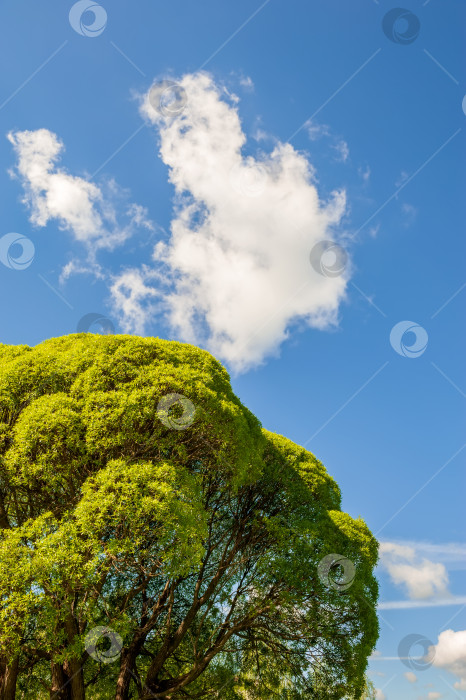 Скачать Крона дерева с зеленой весенней листвой на фоне голубого неба с облаком. фотосток Ozero