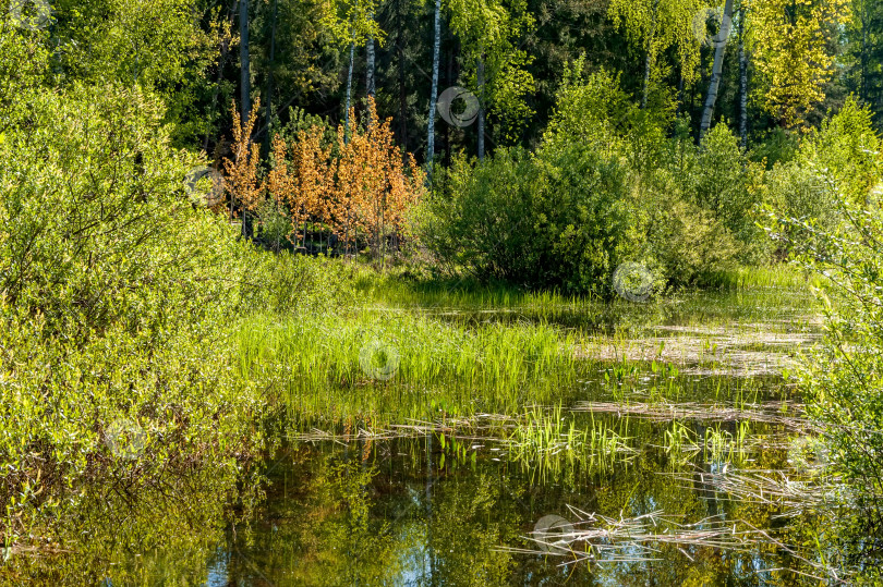 Скачать Яркий летний пейзаж с прекрасным озером. фотосток Ozero