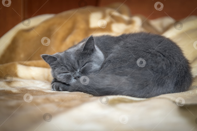 Скачать Портрет спящей кошки с ярко-оранжевыми глазами, британской короткошерстной породы, голубого цвета. фотосток Ozero