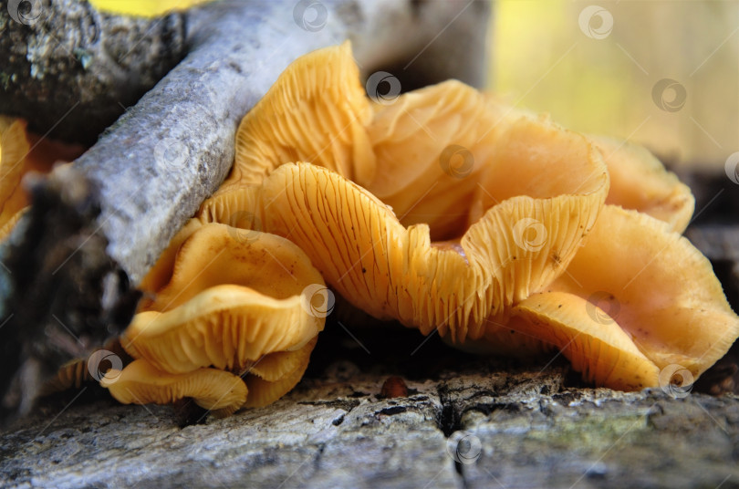 Скачать желтые грибы на пне крупным планом, осенняя природа фотосток Ozero