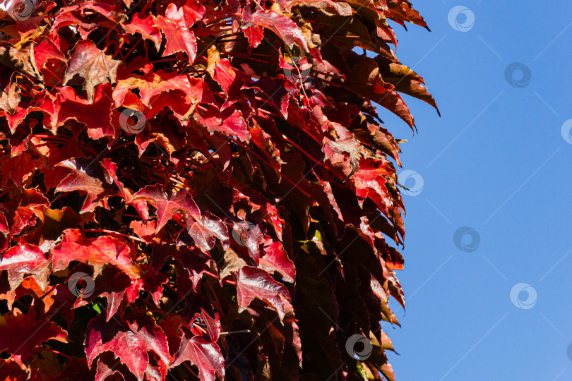 Скачать Листья японского плюща закрывают кирпичную стену загородного дома. Разноцветные листья Parthenocissus tricuspidata 'Veitchii' или бостонского плюща, виноградного плюща, японского плюща или японской лианы. Концепция природы для дизайна. фотосток Ozero