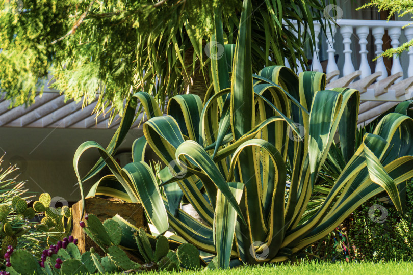 Скачать Агава американская полосатая (Agave americana) — вид рода агав, подсемейства агавовых, семейства спаржевых в ландшафте парка Парадайз в Партените в Крыму. Крупный план. Маргината. фотосток Ozero