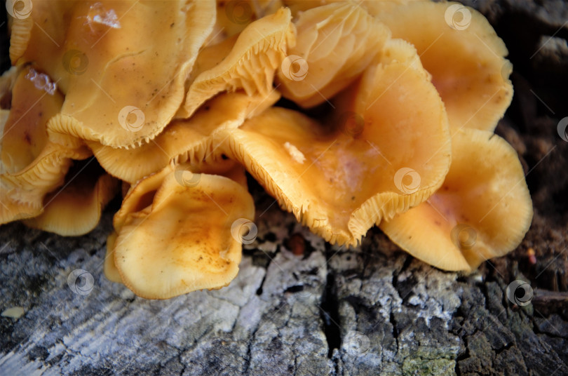 Скачать желтые грибы на пне крупным планом, осенняя природа фотосток Ozero