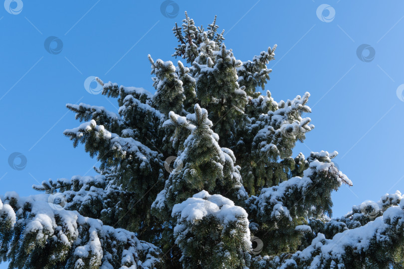 Скачать Еловые ветки Picea omorika или сербской ели под белым пушистым снегом на фоне голубого неба. Выборочный фокус. Зимняя сказка в вечнозеленом ландшафтном саду. Концепция природы для дизайна. фотосток Ozero