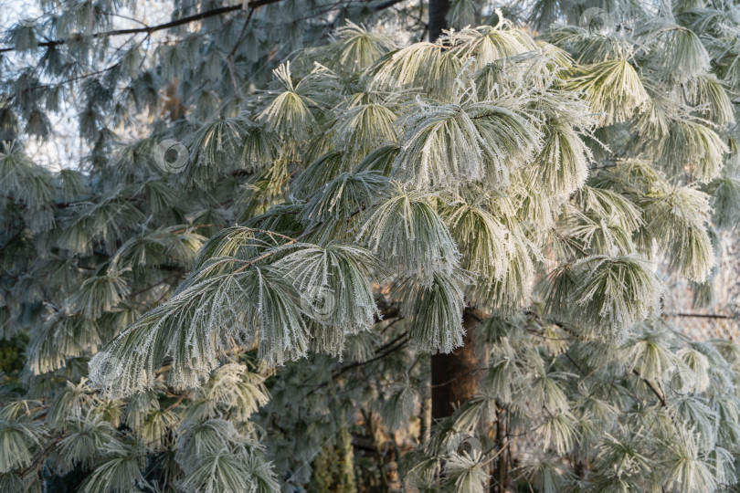 Скачать Красивая текстура ветки белой сосны Pinus strobus с длинными иглами, покрытыми инеем. Размытый фон. Выборочный фокус. Зимняя сказка в вечнозеленом саду. Концепция природы для дизайна фотосток Ozero