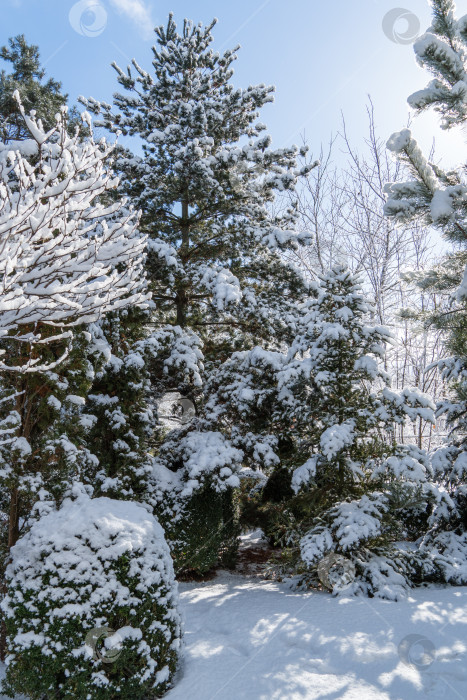 Скачать Корейская ель Abies koreana, покрытая белым снежным покровом на фоне апанской сосны Pinus parviflora Glauca. Выборочный фокус. Зимняя сказка в вечнозеленом саду. Концепция природы для дизайна. фотосток Ozero