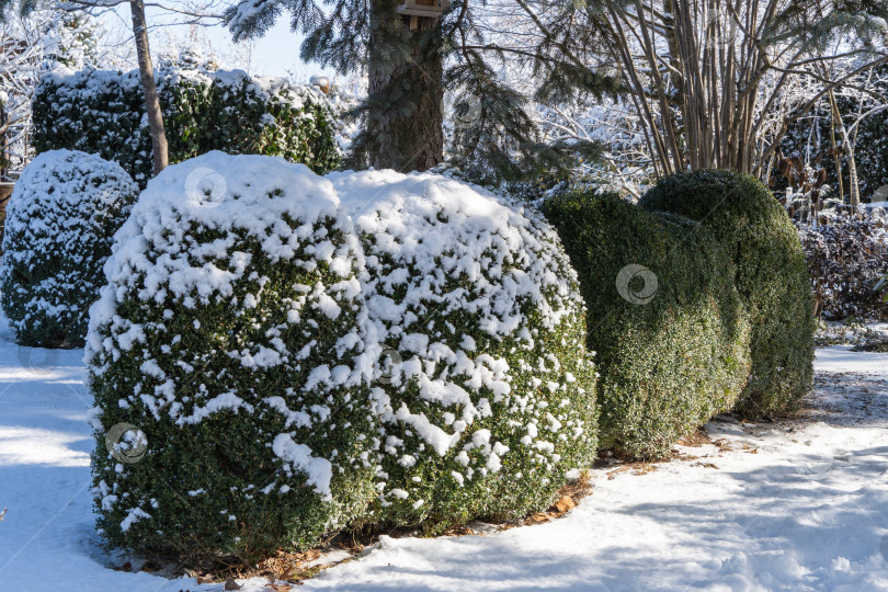 Скачать Самшит Buxus sempervirens или европейский самшит с яркой глянцевой зеленой листвой под снежным покровом на размытом зимнем фоне. Крупный план. Выборочный фокус. Идеальный фон для любой природной тематики фотосток Ozero