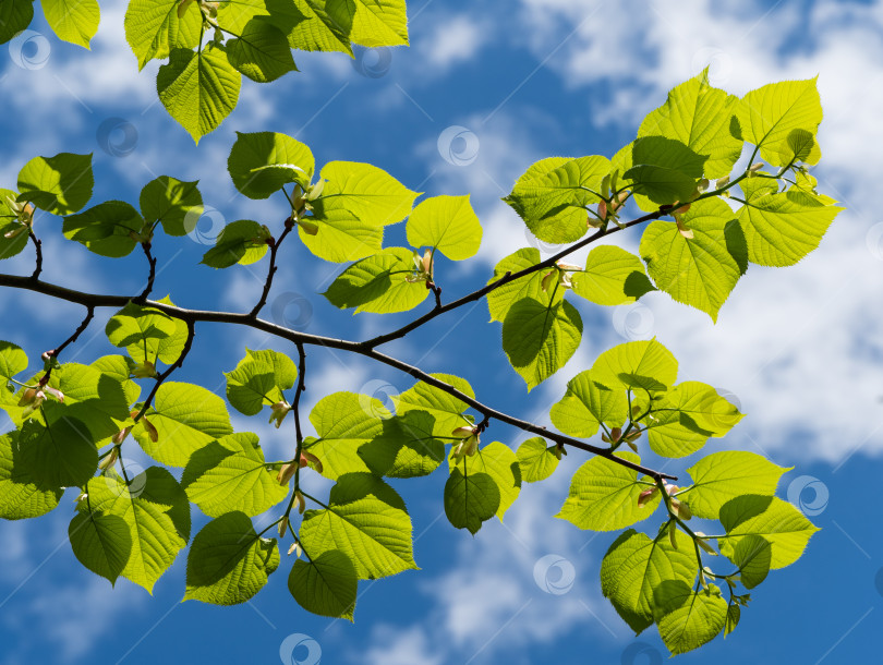 Скачать Ярко-зеленые листья липы Tilia caucasica на размытом фоне голубого неба. Выборочный фокус. Естественная концепция весны, начала новой жизни. фотосток Ozero