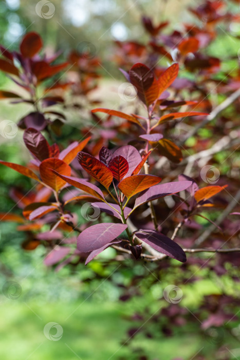 Скачать Молодые красные листья на ветвях европейского дымчатого дерева на размытом фоне зелени. Выборочный фокус. Красные листья Cotinus coggygria Royal Purple (Rhus cotinus, европейское дымчатое дерево) светятся на солнце фотосток Ozero