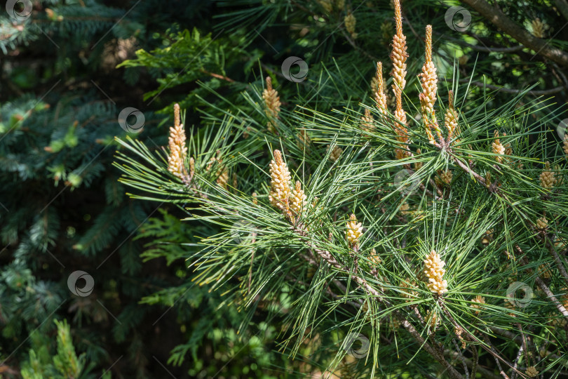 Скачать Pinus densiflora Umbraculifera. Молодые желтые женские сосновые шишки на длинных побегах Pinus densiflora Umbraculifera. Солнечный день в весеннем саду. Крупный план. Концепция природы для дизайна. Выборочный фокус фотосток Ozero