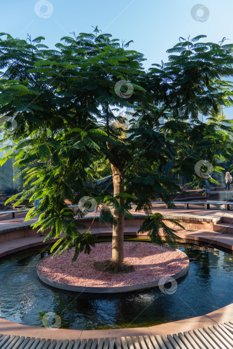 Скачать Дерево Delonix regia (яркое или королевское дерево Пуансиана) со свежими листьями в зеркальном лабиринте. Редкое дерево растет в общественном городском парке Краснодара или парке Галицкого. фотосток Ozero