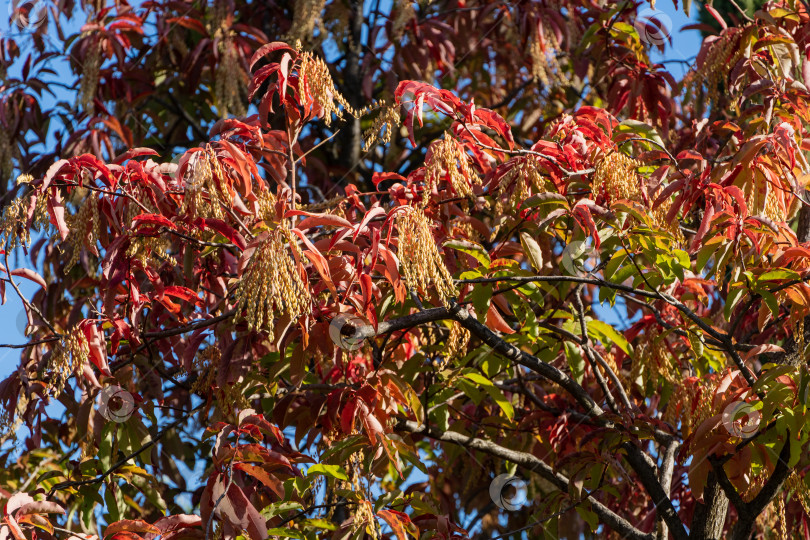 Скачать Кислое дерево (Oxydendrum arboreum) с красными листьями и желтыми семенами на фоне голубого неба. Крупный план. Красивое редкое растение семейства вересковых. Городской парк Краснодара или парк Галицкого. Солнечный осенний день 2023 года фотосток Ozero