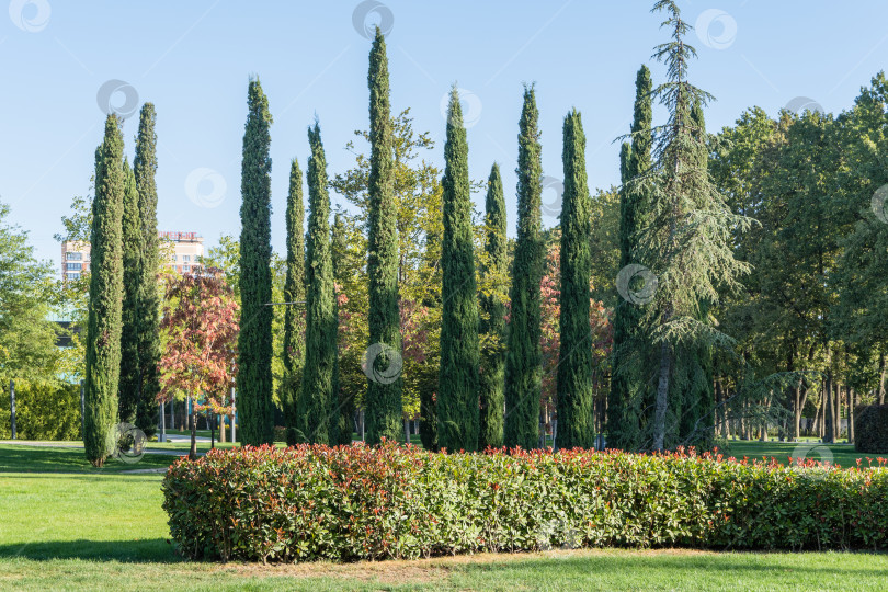 Скачать Группа Cupressus sempervirens или средиземноморских кипарисов высажена в городском парке Краснодара. Кипарис в качестве живой изгороди для зон отдыха. Общественный ландшафт "Галицкий парк". Солнечный осенний день 2023 года. фотосток Ozero