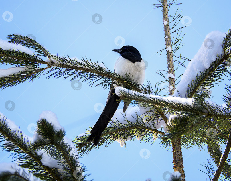 Скачать Сорока сидит на верхней ветке сосны и смотрит в сторону. На ветвях лежит снег. Фон зимнего леса с сорокой на дереве. фотосток Ozero